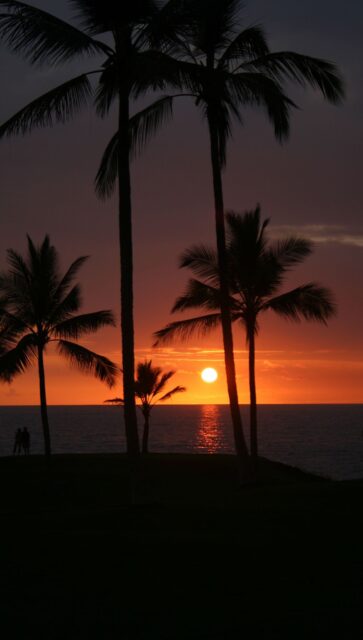 Hawaiian Sunset With Palm Silhouettes Coastal Wallpaper