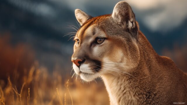 High Resolution Cougar Wallpaper For IPad, An Elegant Portrait Of A Cougar With A Soft Focus Landscape Behind, Emphasizing Beauty And Grace