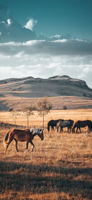 Kazakhstan Horses Grazing In Scenic Landscape Wallpaper
