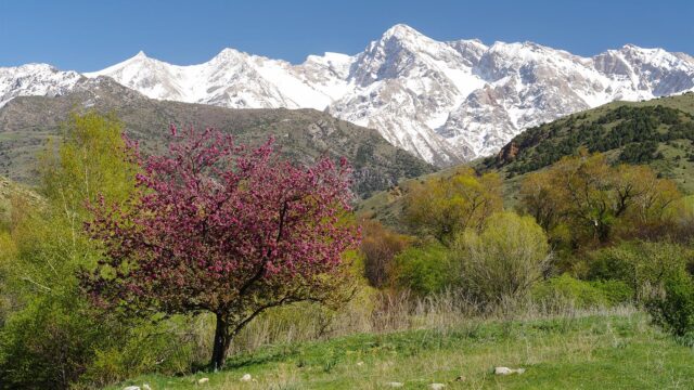 Kazakhstan Spring Landscape With Snowy Mountains And Blossoming Tree