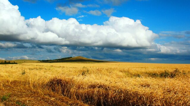 Kazakhstan Wheat Field Under Dramatic Sky Wallpaper