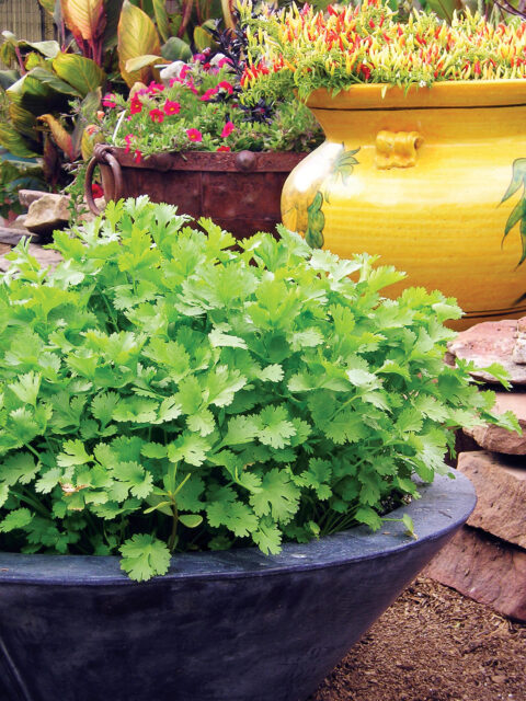 Lush Green Cilantro Plant Growing in Garden Pot Vibrant Cilantro Wallpapers Background