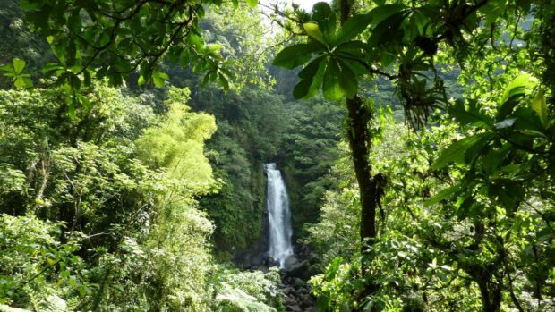 A waterfall surrounded by lush green forest trees in Dominica is captured in this image, HD Desktop Wallpaper