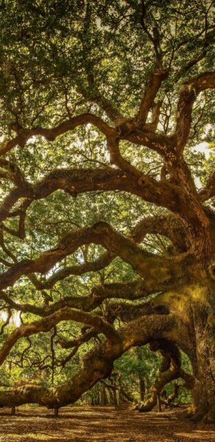 Majestic Angel Oak Tree in South Carolina Natural Forest Wallpaper