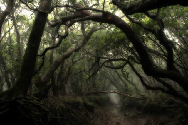 Misty Enchanted Forest Path Fangorn Wallpapers Theme