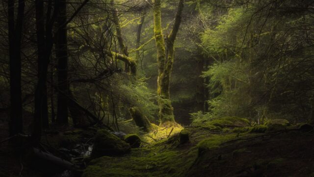 Misty Enchanted Forest With Sunlit Greenery Fangorn Wallpapers