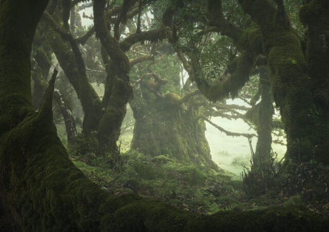 Misty Fangorn Forest Enchantment Wallpaper Scene