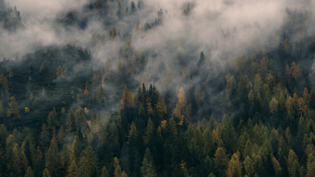 Misty Forest Landscape Fangorn Wallpaper Beauty