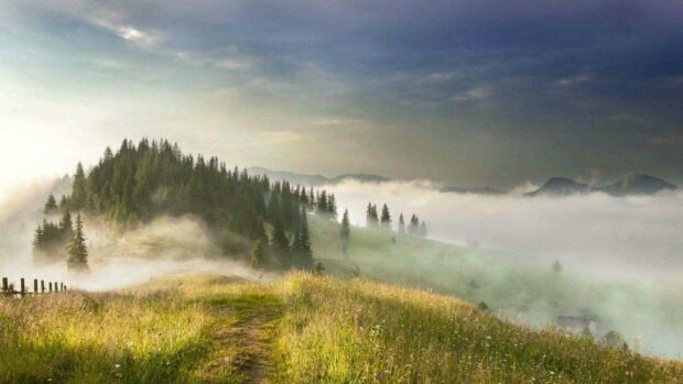A scenic view of mist covered hills and pine trees in Ukraine showcases natural beauty, HD Desktop Wallpaper