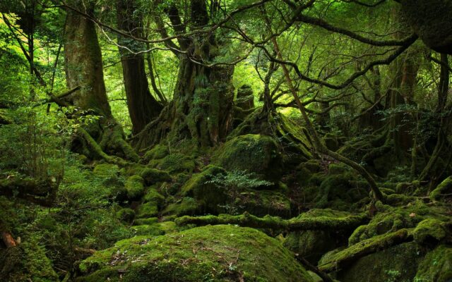 Mysterious Fangorn Forest Wallpaper Lush Greenery And Ancient Trees