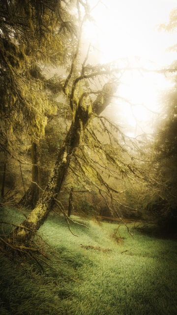 Mystical Fangorn Forest Landscape Wallpaper