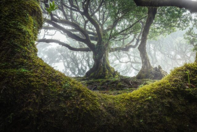 Mystical Fangorn Forest Wallpaper Enveloped In Mist And Moss