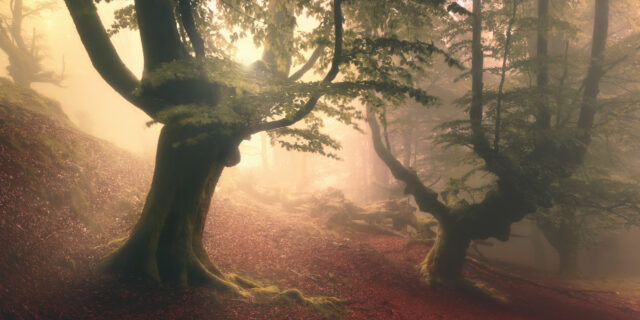Mystical Fangorn Forest Wallpaper Serenity And Enchantment