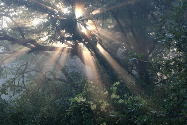 Mystical Sunbeams In Fangorn Forest Wallpaper