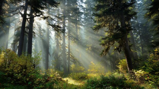 Nature Desktop Backgrounds, a tranquil forest scene with rays of sunlight filtering through tall trees and vibrant foliage.