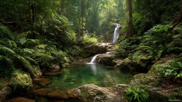 Nature full HD image backgrounds for PC, lush tropical rainforest with exotic plants, waterfalls cascading down rocks into crystal clear pools.
