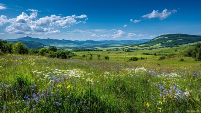 Nature full HD image scenery for screensaver, a peaceful meadow filled with wildflowers and a distant view of rolling hills under a blue sky.
