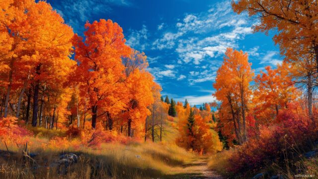 Nature full HD image wallpapers for laptops, a colorful autumn landscape with trees displaying vibrant leaves and a clear blue sky.