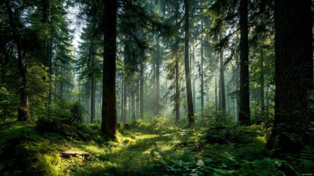 Nature wallpaper for desktop, a lush green forest with sunlight filtering through the leaves in the morning.