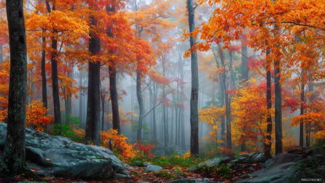October Wallpaper For Desktop Computer, An Enchanting View Of A Foggy Morning In The Woods With Vibrant Fall Colors