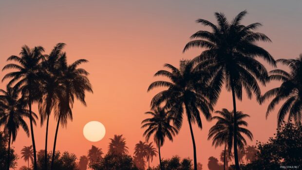 Palm tree backgrounds, a tranquil scene with silhouetted palm trees against a stunning sunset sky filled with oranges and pinks.