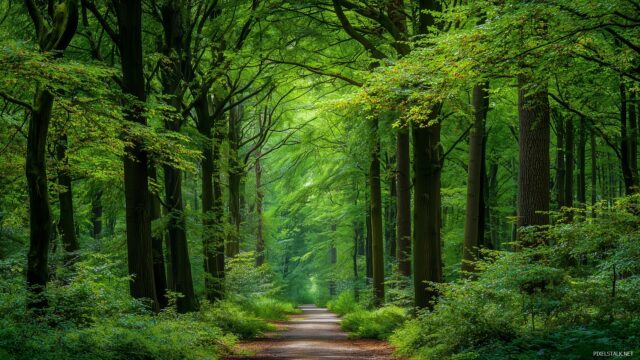 Peaceful Desktop Wallpaper Ultra HD, A Tranquil Forest Path Lined With Tall Trees And Vibrant Green Foliage