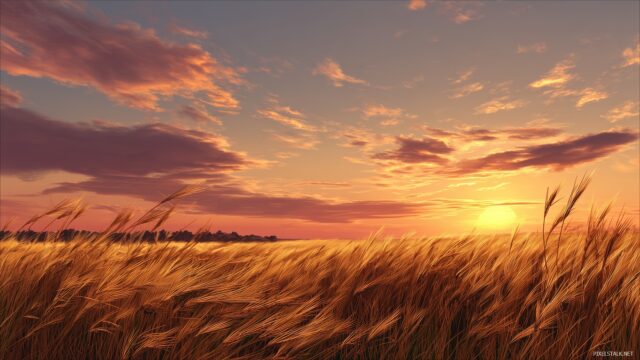 Peaceful Best Quality Desktop Wallpaper, A Peaceful Sunset Over A Vast Wheat Field Gently Swaying In The Breeze