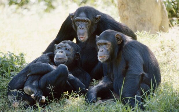 A group of bonobos is sitting and relaxing on the grass in their natural environment, 2K Desktop Wallpaper