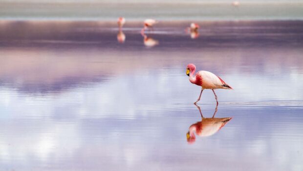 A pink flamingo is walking through the calm water of a lake in Bolivia with its reflection clearly visible, HD Desktop Wallpaper