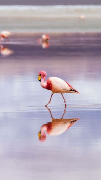 A pink flamingo is walking gracefully in calm water reflecting its image perfectly in Bolivia wallpapers, HD Mobile Wallpaper
