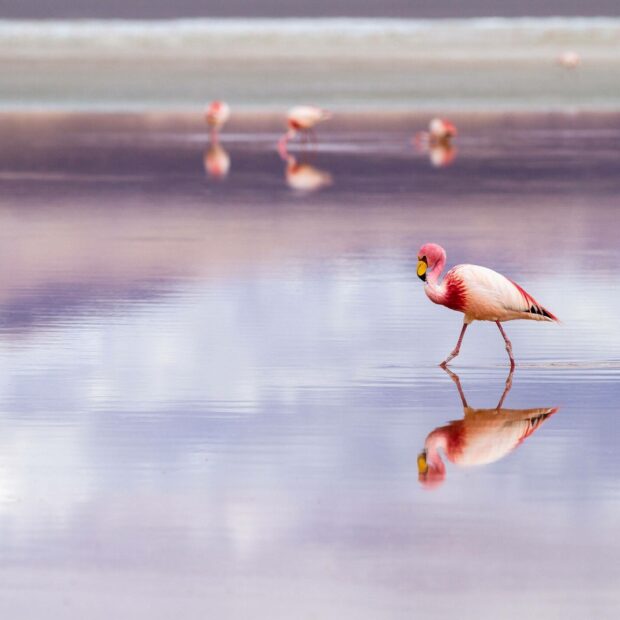A pink flamingo is walking on calm water with clear reflections in Bolivia, HD Desktop Wallpaper