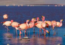 A group of pink flamingos stands and feeds in shallow water in Bolivia, HD Desktop Wallpaper