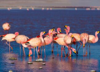 A group of pink flamingos stands and feeds in shallow water in Bolivia, HD Desktop Wallpaper