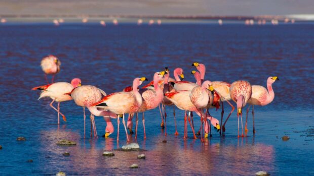 A group of pink flamingos stands and feeds in shallow water in Bolivia, HD Desktop Wallpaper