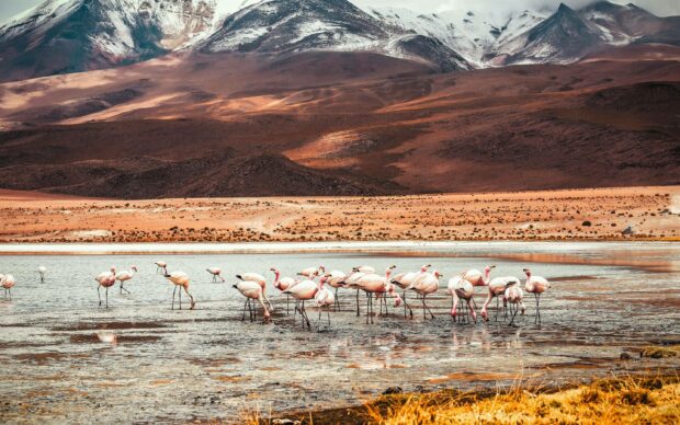 A flock of pink flamingos is wading and feeding in a shallow lake surrounded by mountains in Bolivia, 2K Desktop Wallpaper