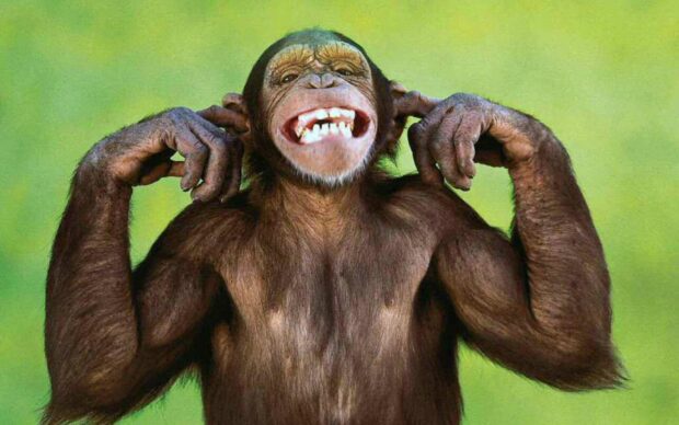 A playful bonobo is smiling widely while covering its ears, 2K Desktop Wallpaper