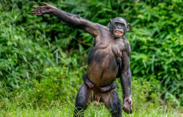 A playful bonobo is standing with a baby clinging to its belly in a lush green forest, HD Desktop Wallpaper