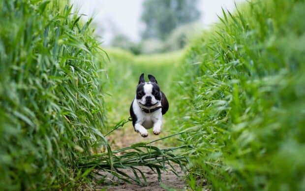 A playful bulldog is jumping energetically along a narrow grassy path surrounded by tall green plants, 2K Desktop Wallpaper