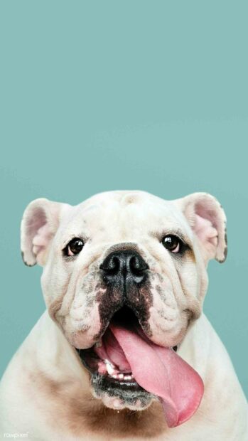 A happy bulldog with its tongue out on a plain teal background, HD Phone Wallpaper
