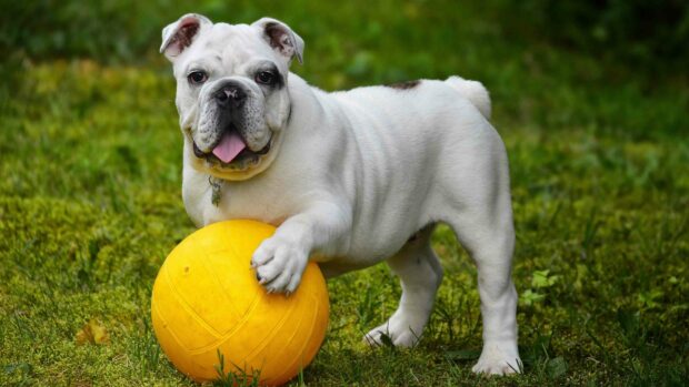 A playful bulldog stands on grass with its paw on a yellow ball, 4K Desktop Wallpaper