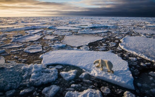 Polar Bear Walking On Arctic Ocean Ice Floes Stunning Arctic Ocean Wallpapers