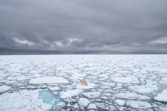 Polar Bear On Sea Ice In Arctic Ocean Under Cloudy Sky Wallpaper