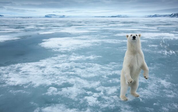 A polar bear stands on the frozen Arctic sea surrounded by vast ice and distant mountains, 2K Desktop Wallpaper