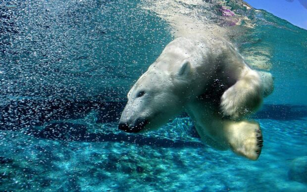 A polar bear is swimming underwater with bubbles rising around it in Arctic Wallpapers, 2K Desktop Wallpaper