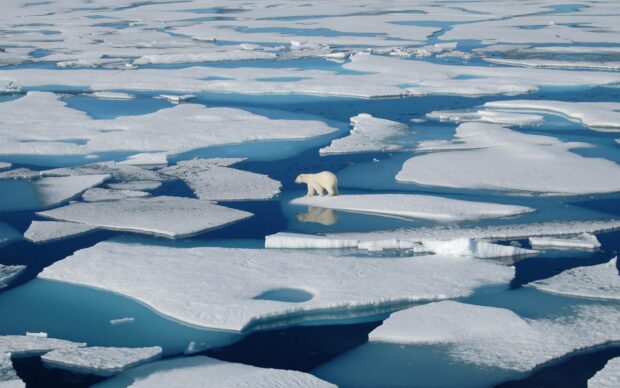 A polar bear is standing on a floating piece of ice among melting icebergs in the Arctic region, HD Desktop Wallpaper