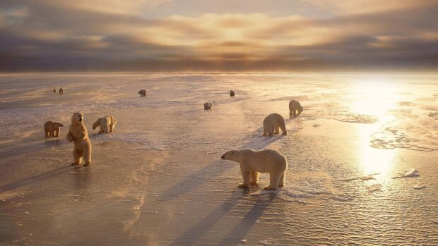 A group of polar bears stands and walks across the frozen Arctic ice under a glowing sunset, 4K Desktop Wallpaper