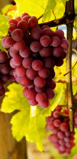 A bunch of red grapes hanging from the vine with green leaves in the background, 2K Phone Wallpaper