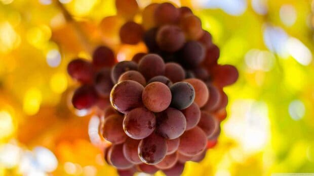 A close up shot of red grapes cluster with golden autumn leaves in the background, 4K Desktop Wallpaper