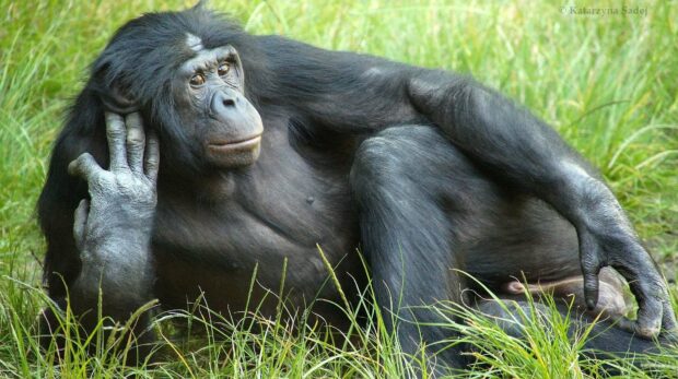 A relaxed bonobo is lying on the grass with a thoughtful expression, HD Desktop Wallpaper