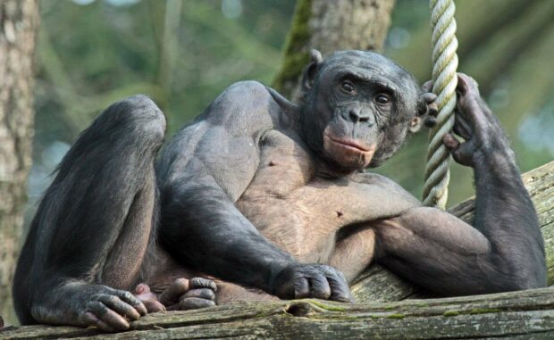 A relaxed bonobo is lying on wooden branches while holding a rope in the forest, HD Desktop Wallpaper